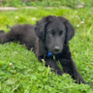 Meet your Posher, Marjorie